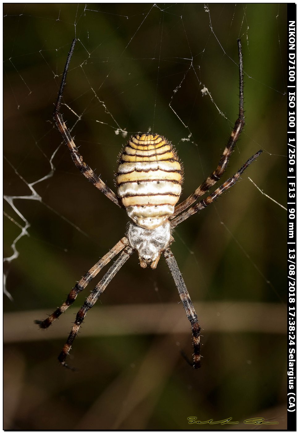 Argiope trifasciata, femmina  - Selargius (CA)